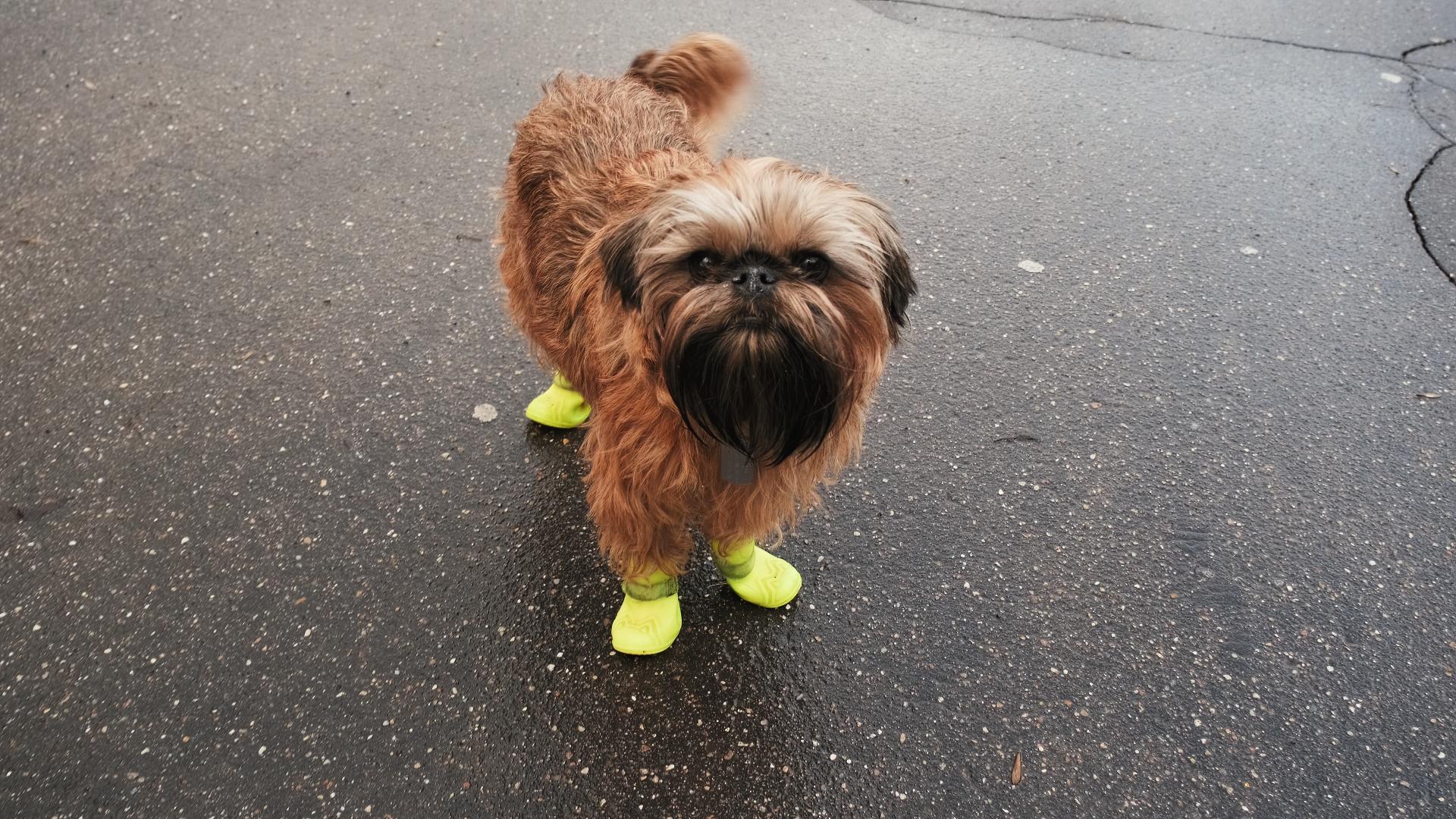 dog wearing yellow boots.