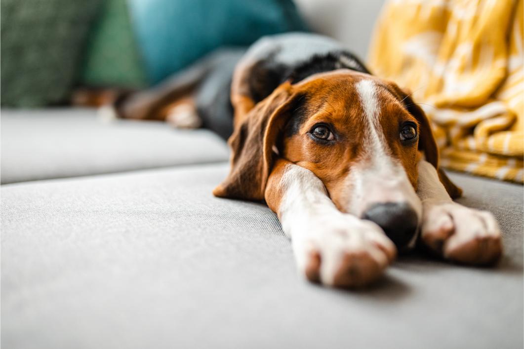 Recovery Timelines After Common Pet Surgeries