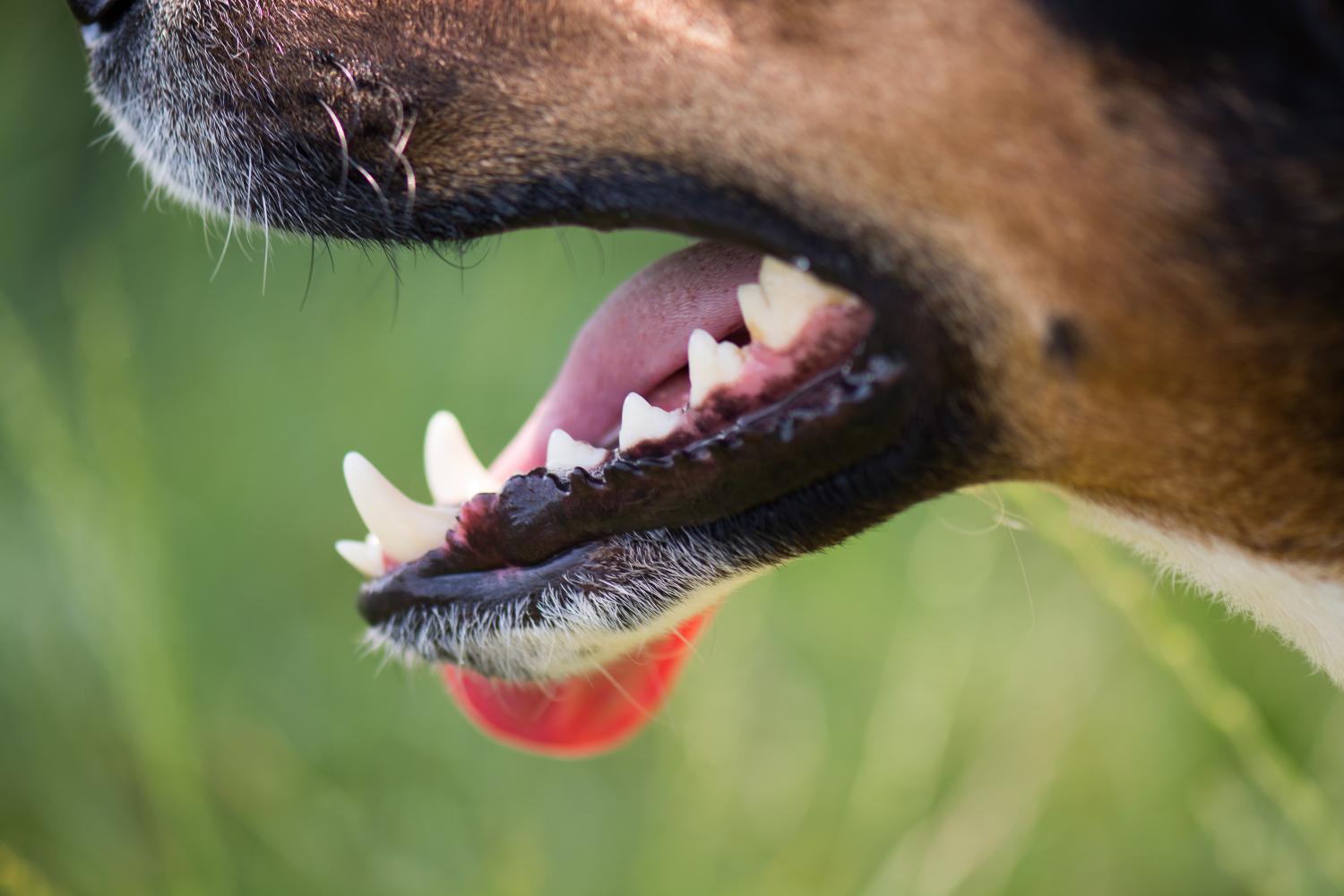 When a Dental Problem Shows Up Somewhere You Wouldn’t Expect