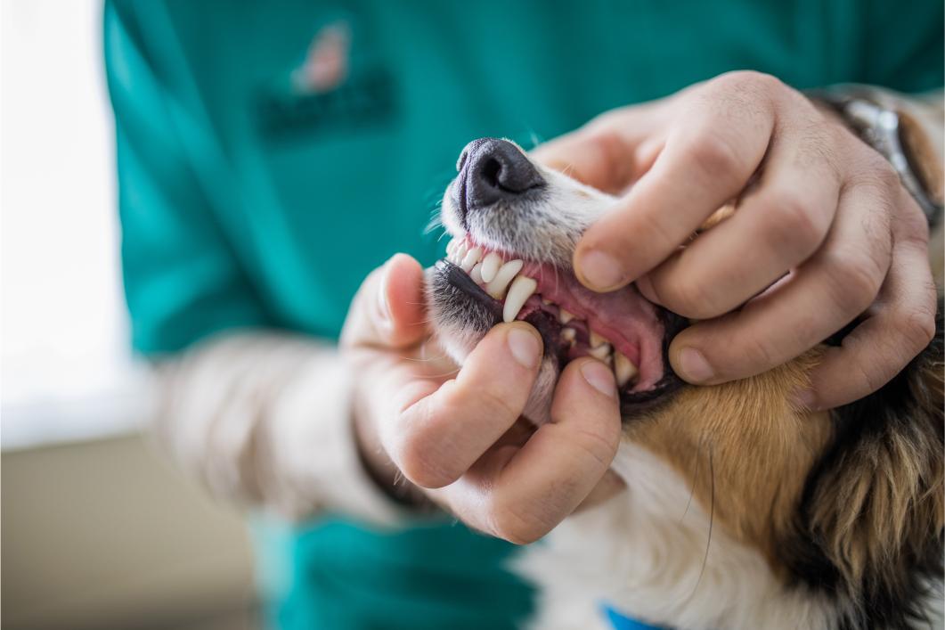 Dog getting a dental exam.