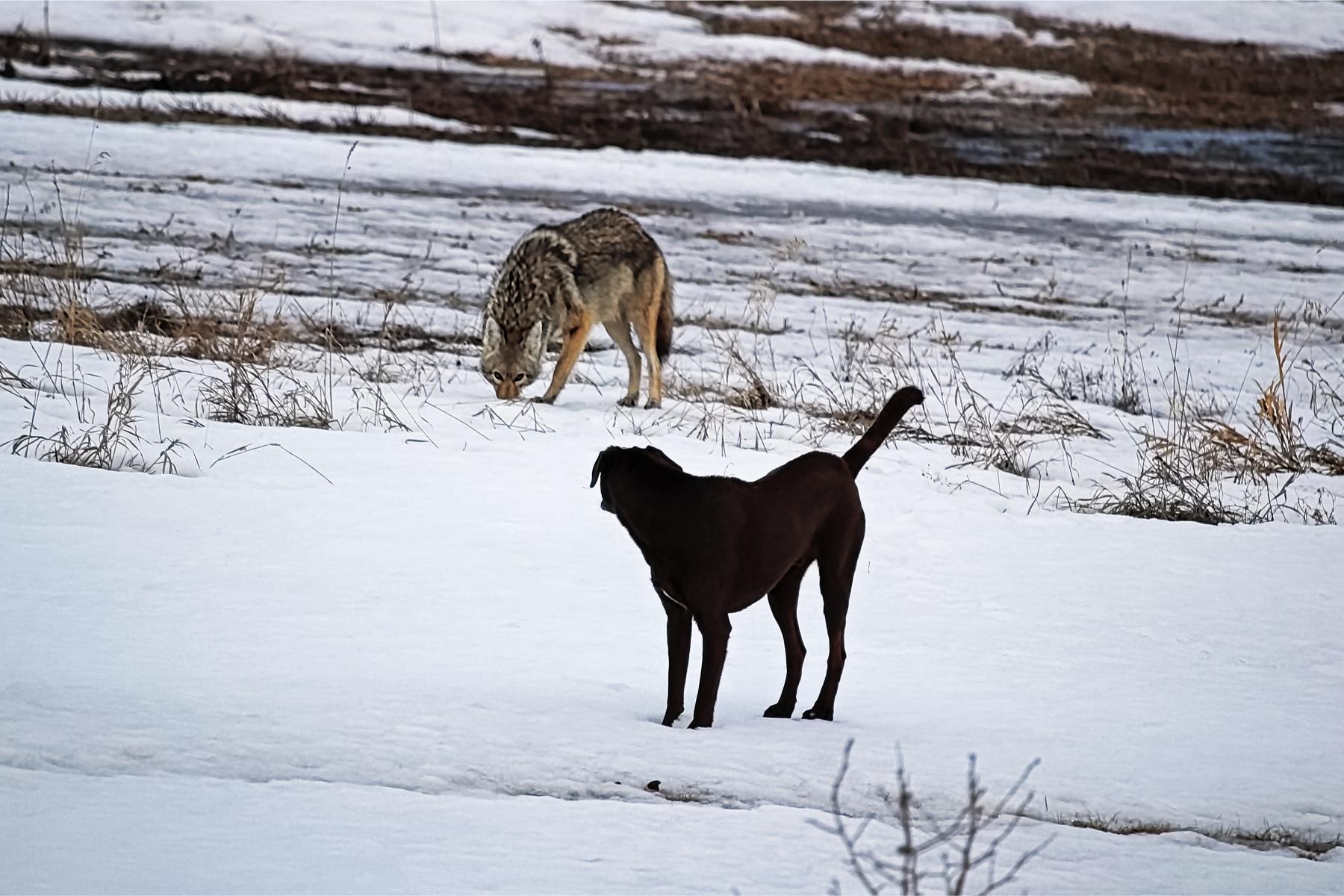 domestic dog looks at coyote.