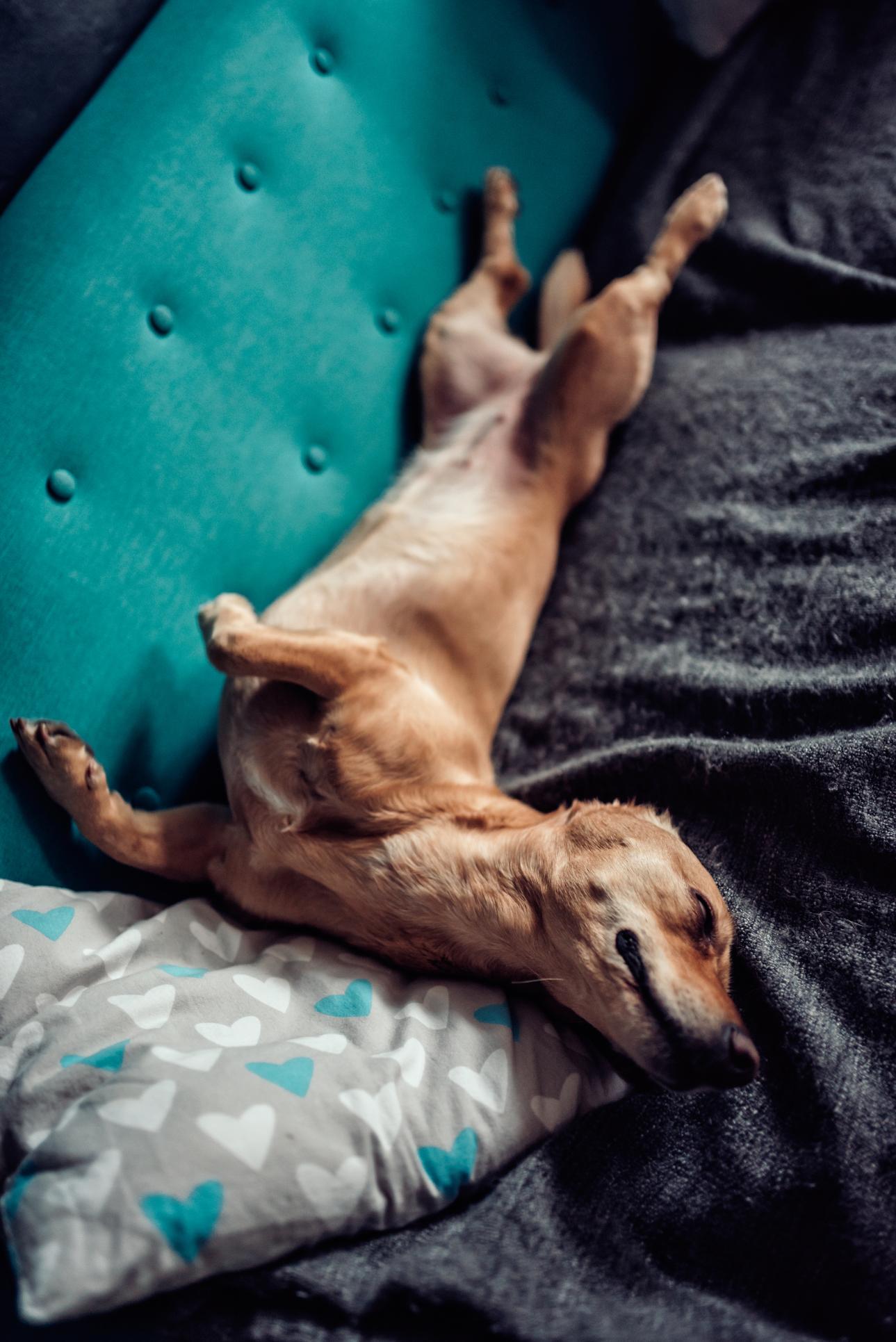 Yellow dog curled up asleep on a blue sofa.