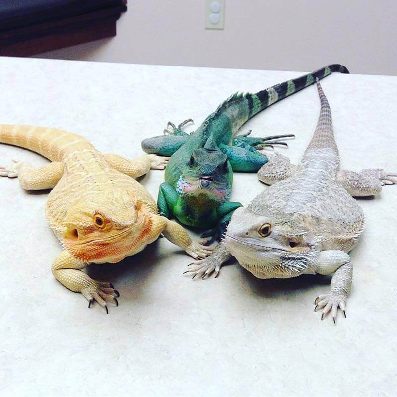 Bearded dragons with an iguana Bearded dragons with an iguana