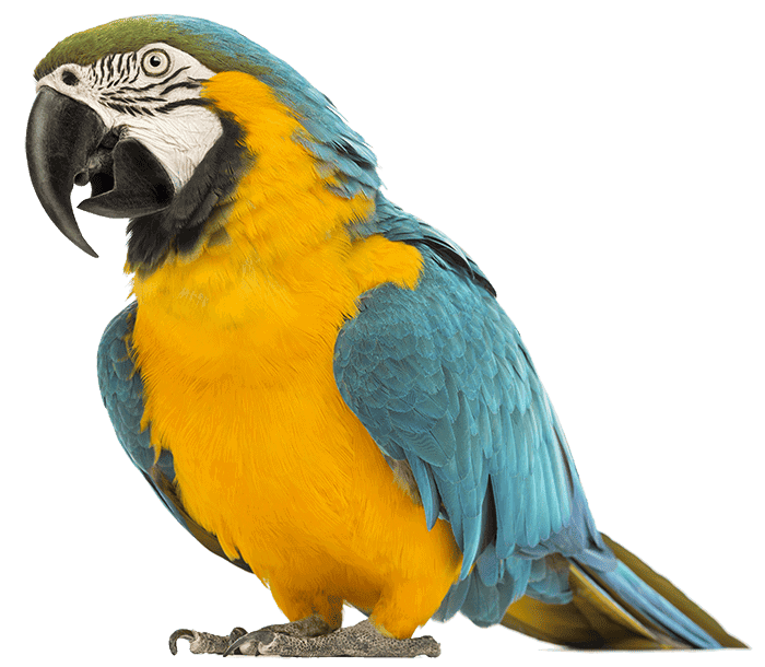 Bird Bird