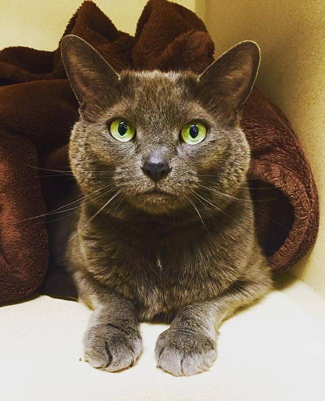 A brown cat A brown cat