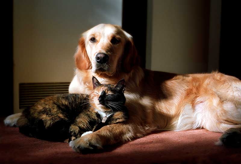 A cat and dog cuddling A cat and dog cuddling