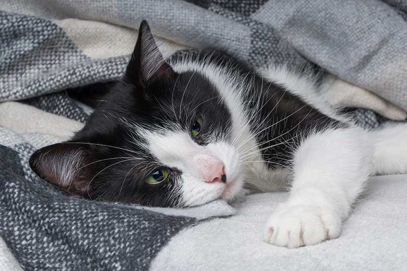 A cat being kept comfortable A cat being kept comfortable