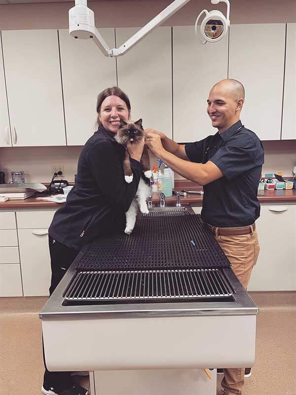 A cat being examined by staff A cat being examined by staff