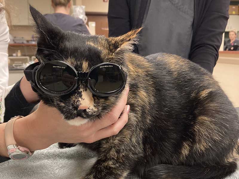Cat getting laser therapy Cat getting laser therapy