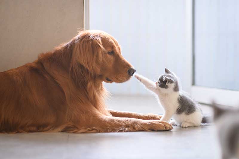 A kitten patting a Golden Retriever A kitten patting a Golden Retriever