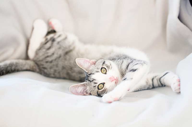 A cat stretching A cat stretching