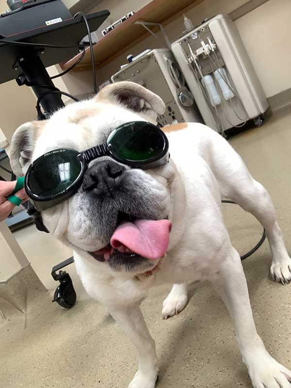 Laser therapy for an older dog Laser therapy for an older dog