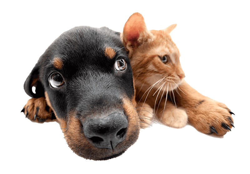 A dog cuddling a cat A dog cuddling a cat