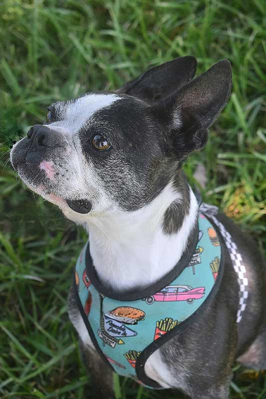 A Boston terrier sitting in grass A Boston terrier sitting in grass