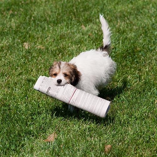 A dog with a newspaper A dog with a newspaper