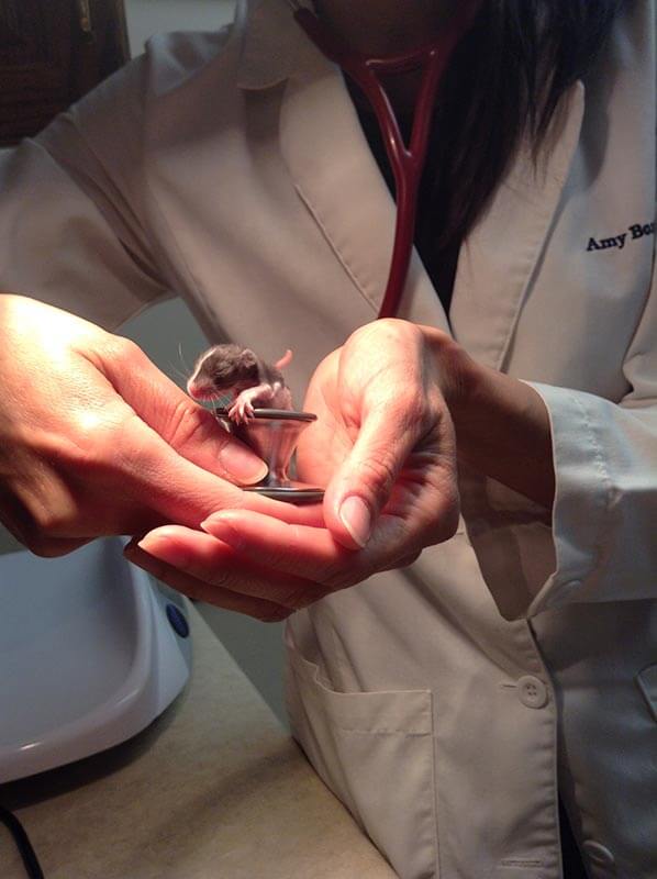 Dr. Boxberger with a mouse Dr. Boxberger with a mouse