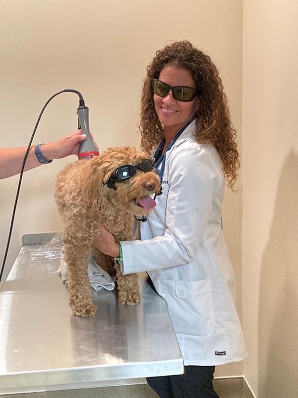 A dog getting laser therapy A dog getting laser therapy