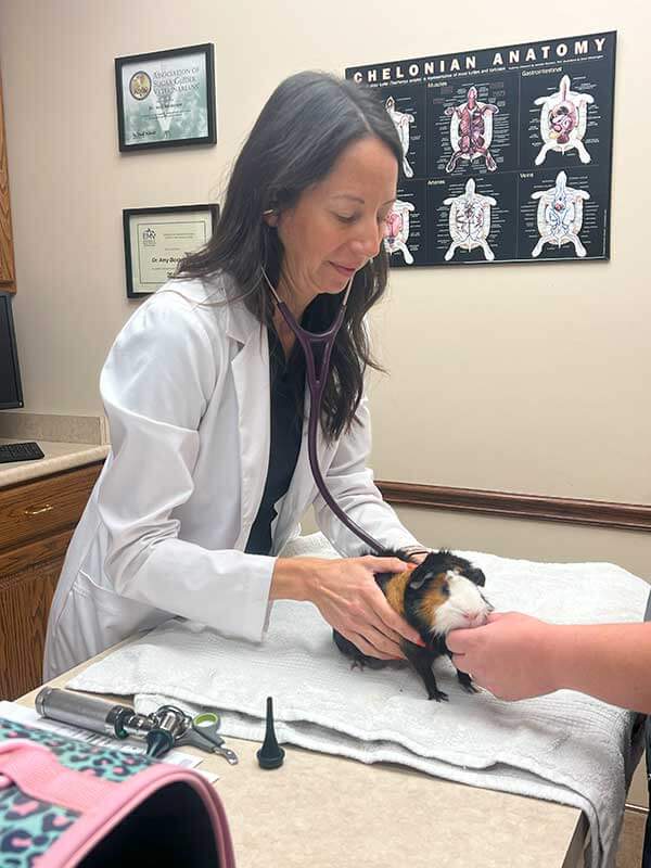 A guinea pig getting an exam A guinea pig getting an exam