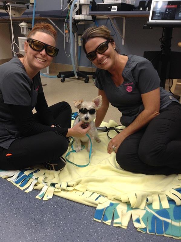 Laser therapy for a small dog Laser therapy for a small dog