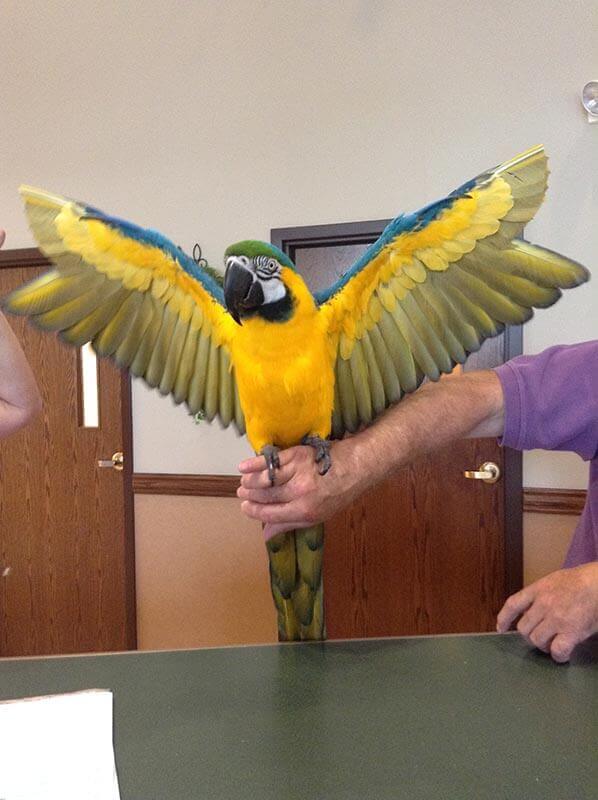 Macaw Macaw
