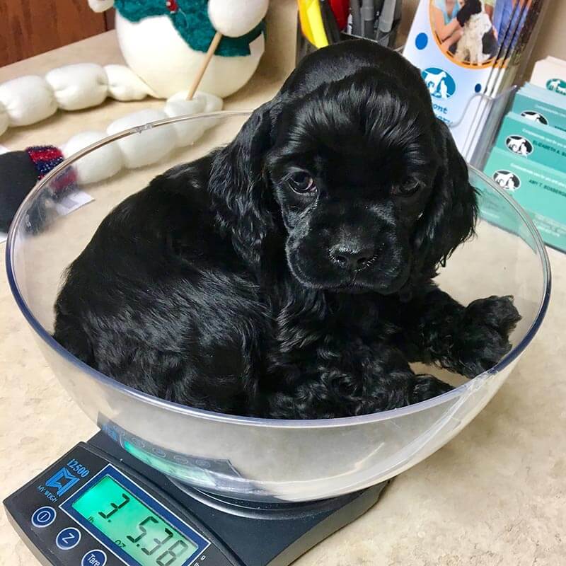 A puppy in a scale A puppy in a scale