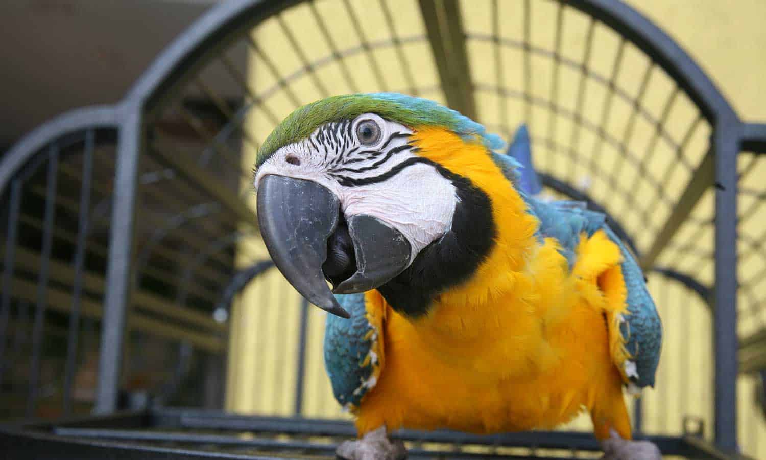 A macaw