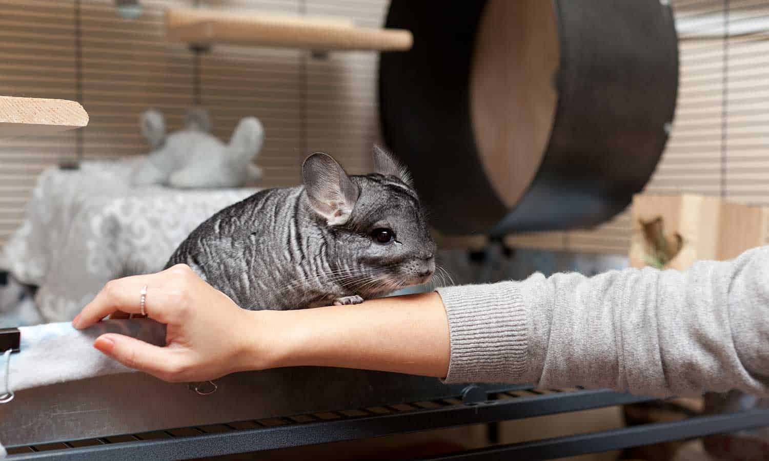 A chinchilla in their habitat