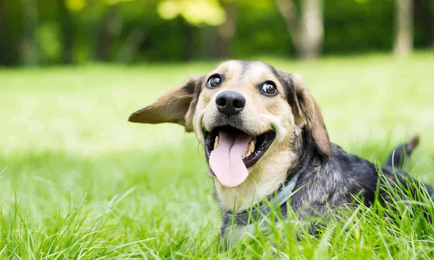 Dog smiling