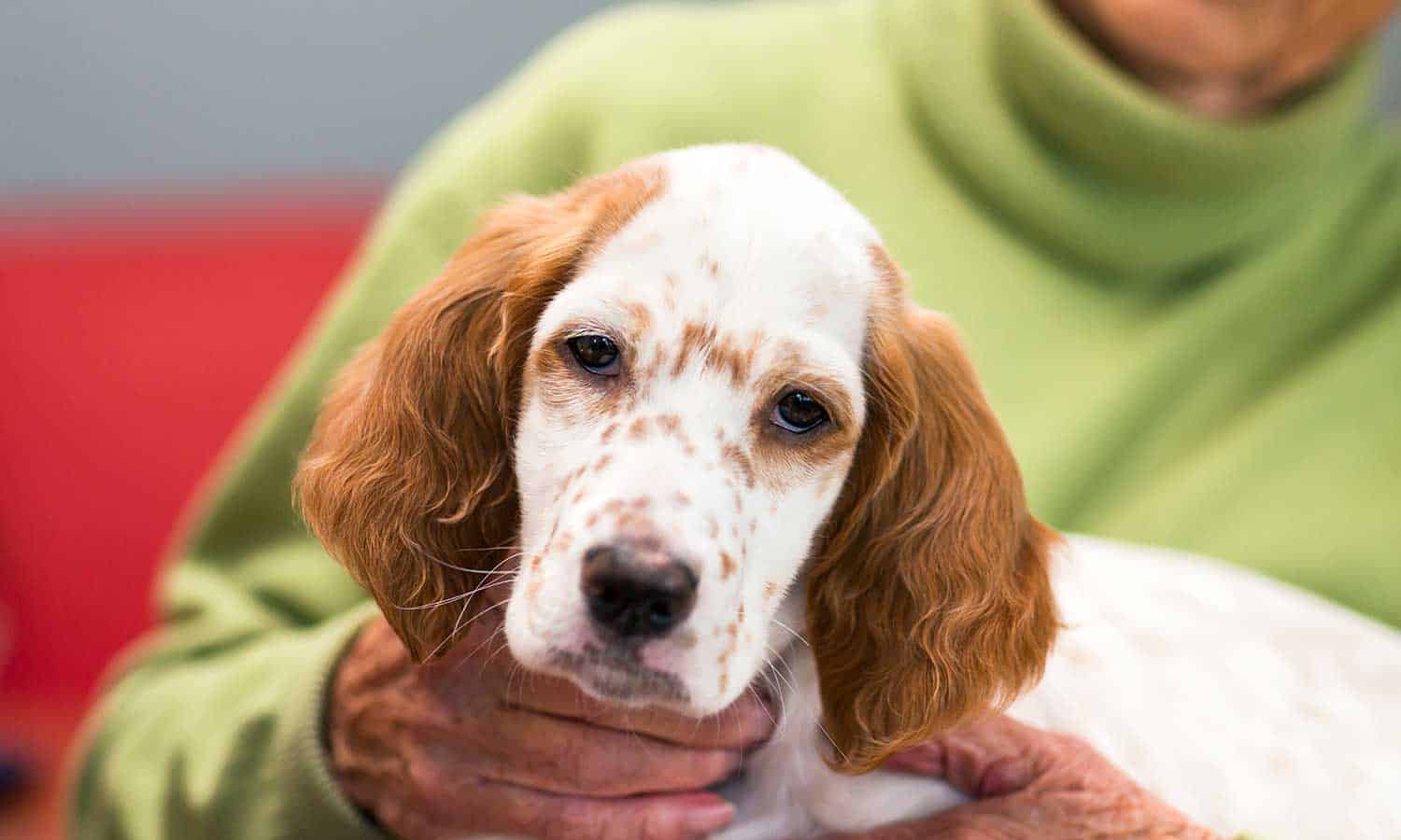 An older dog being held by their human