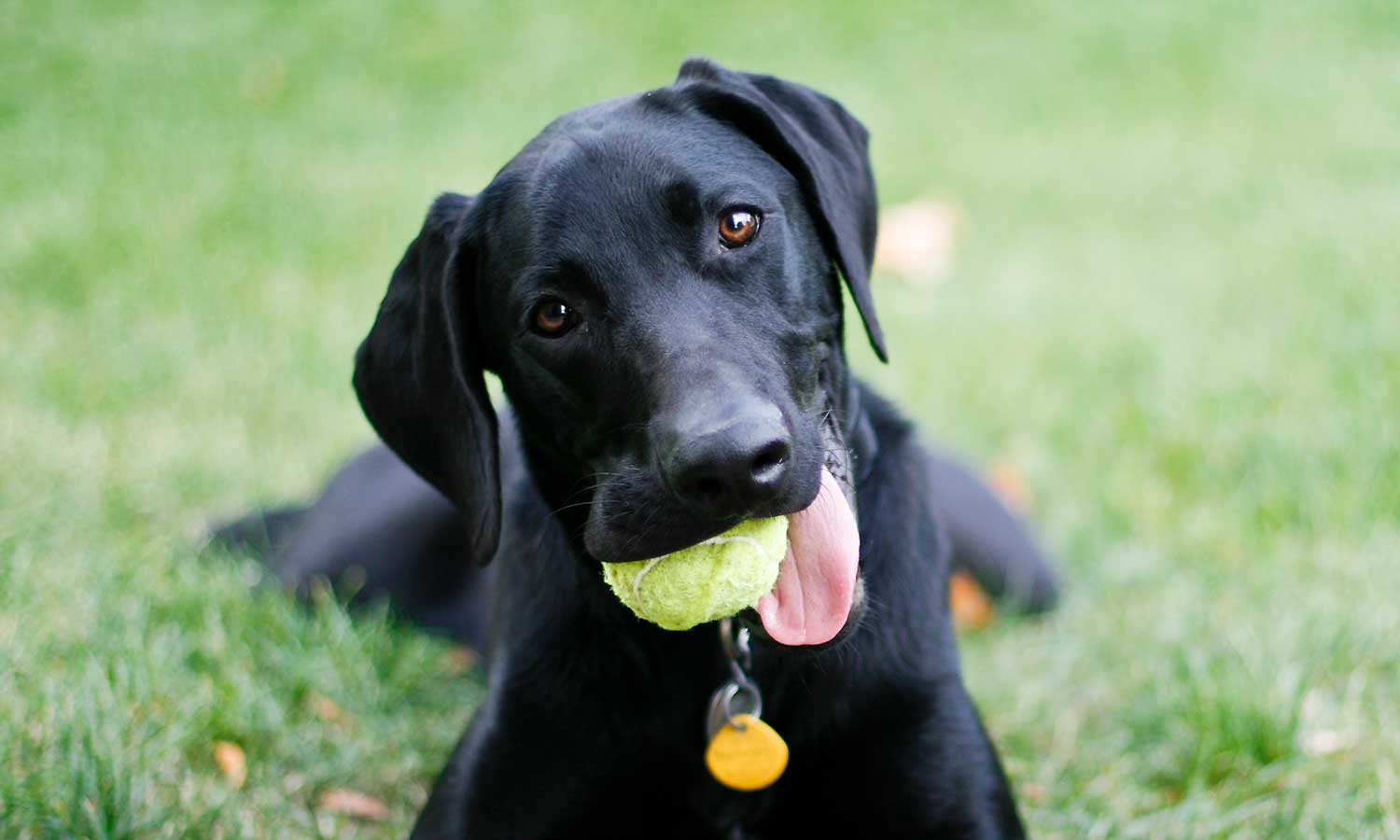 A black lab holding a ball