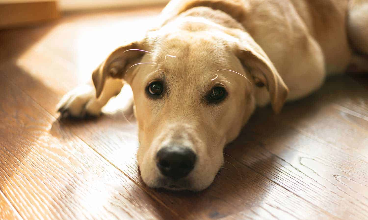 An older dog laying down