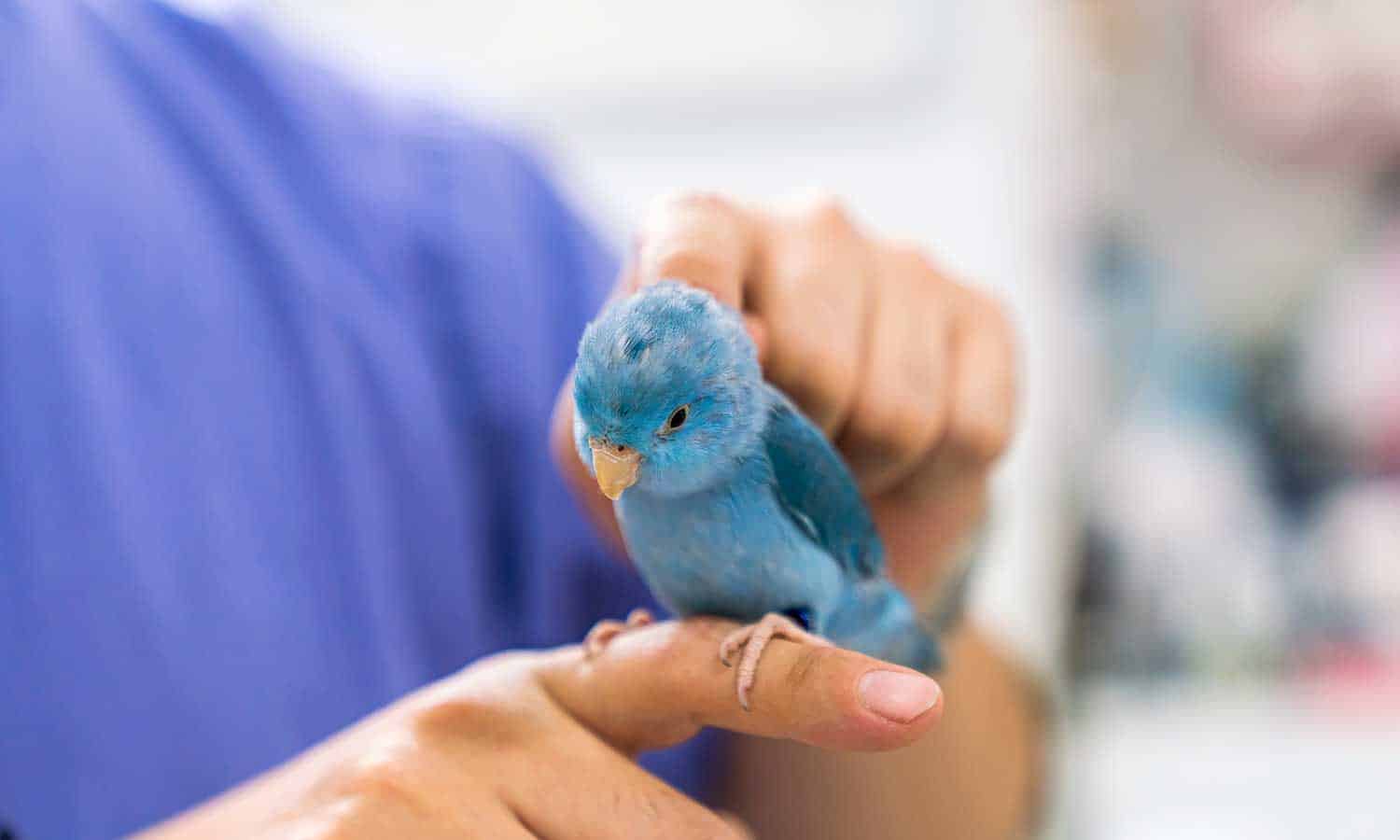A bird being petted