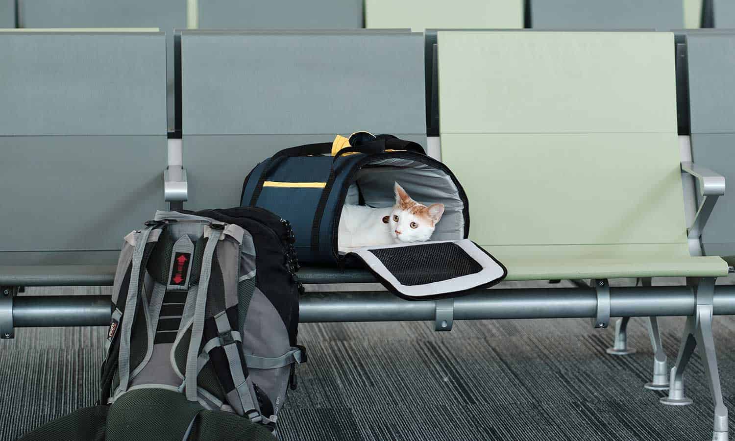 A cat in a carrier