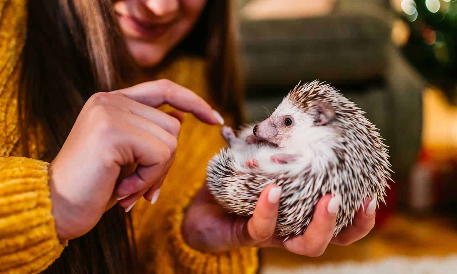 A hedgehog being given a treat