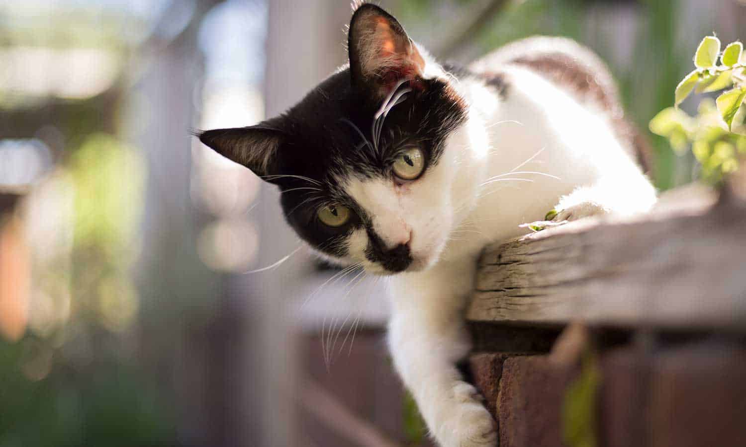 Cat leaning over a counter