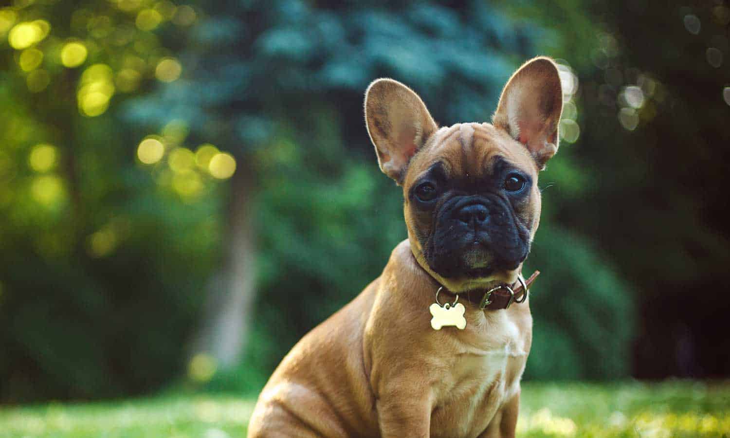 Dog in a lawn