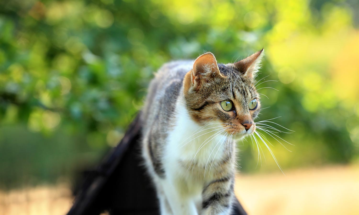 A cat on a fence outside
