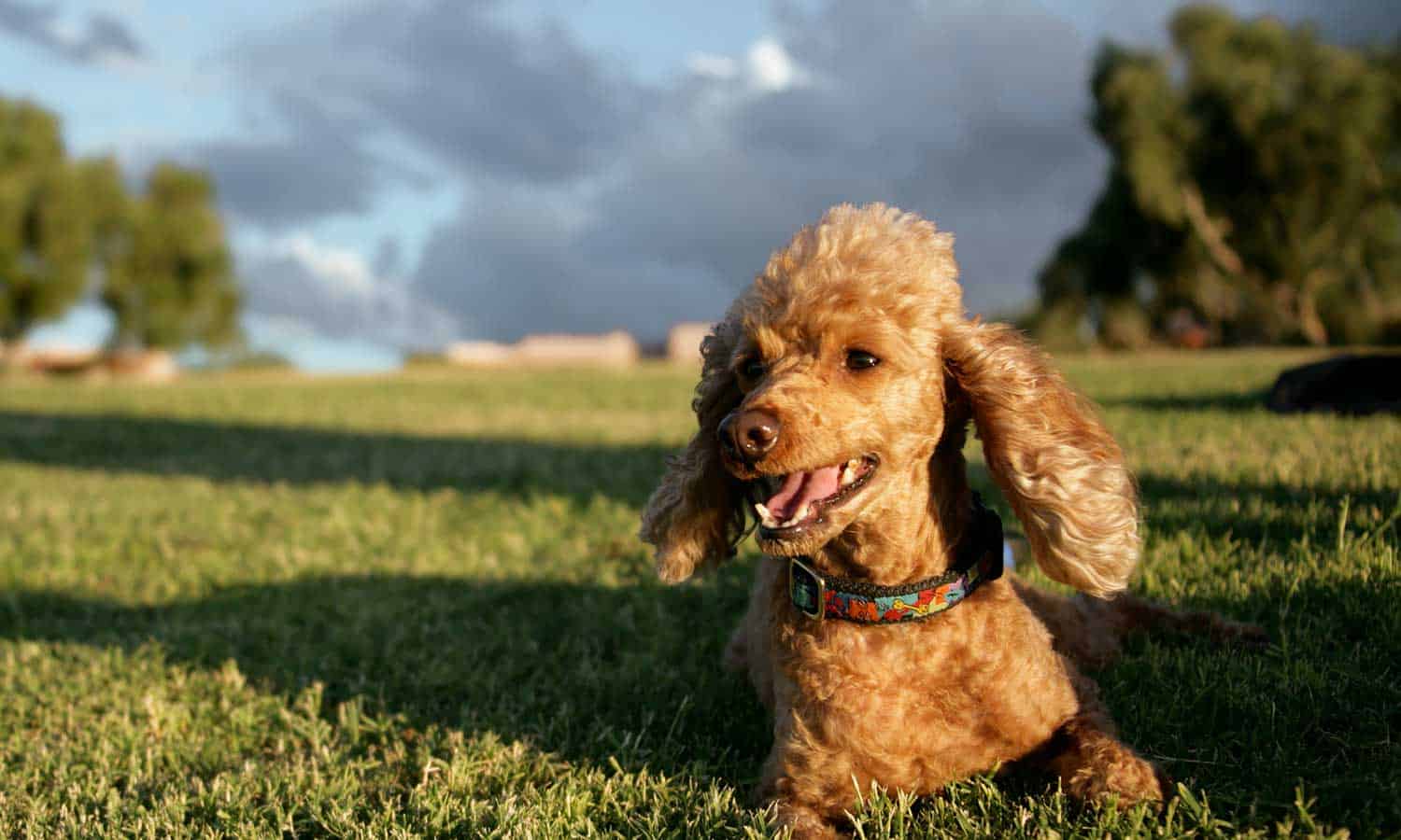 Dog in a field