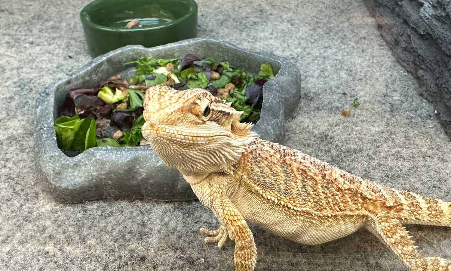 A thorny dragon