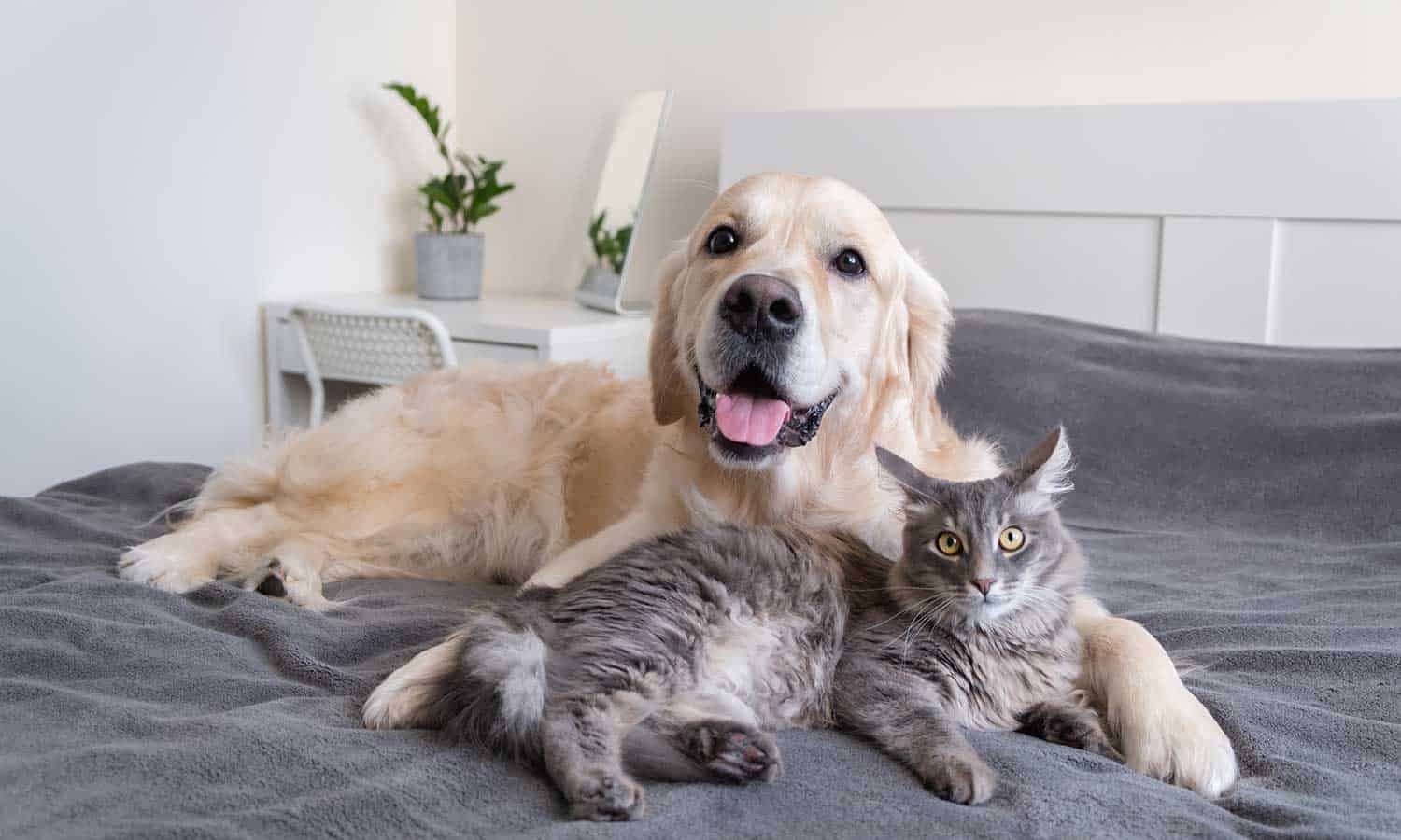 Dog and cat cuddling