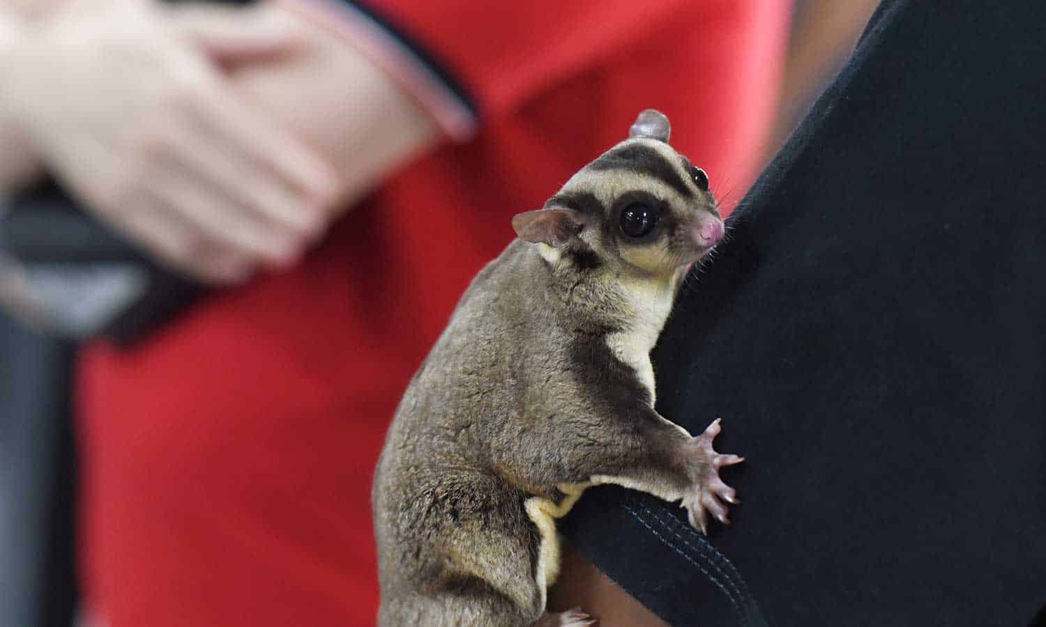 A sugar glider