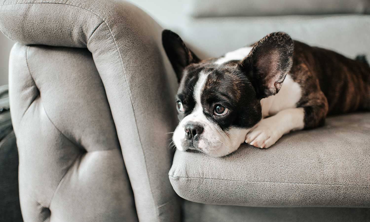 A dog on a couch