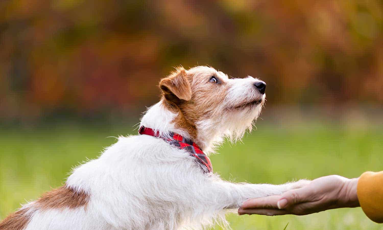 Dog putting its paw on human hand