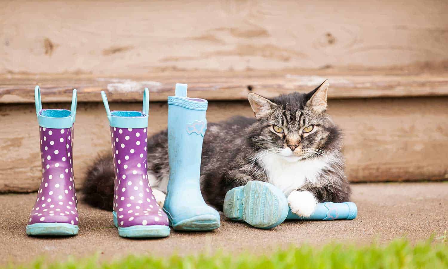 Cat laying near boots