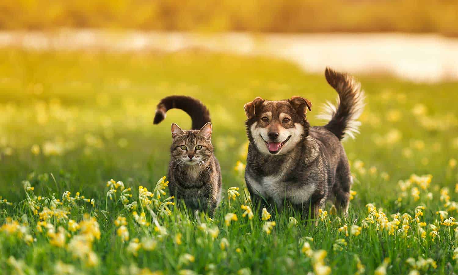 Dog and cat in a field
