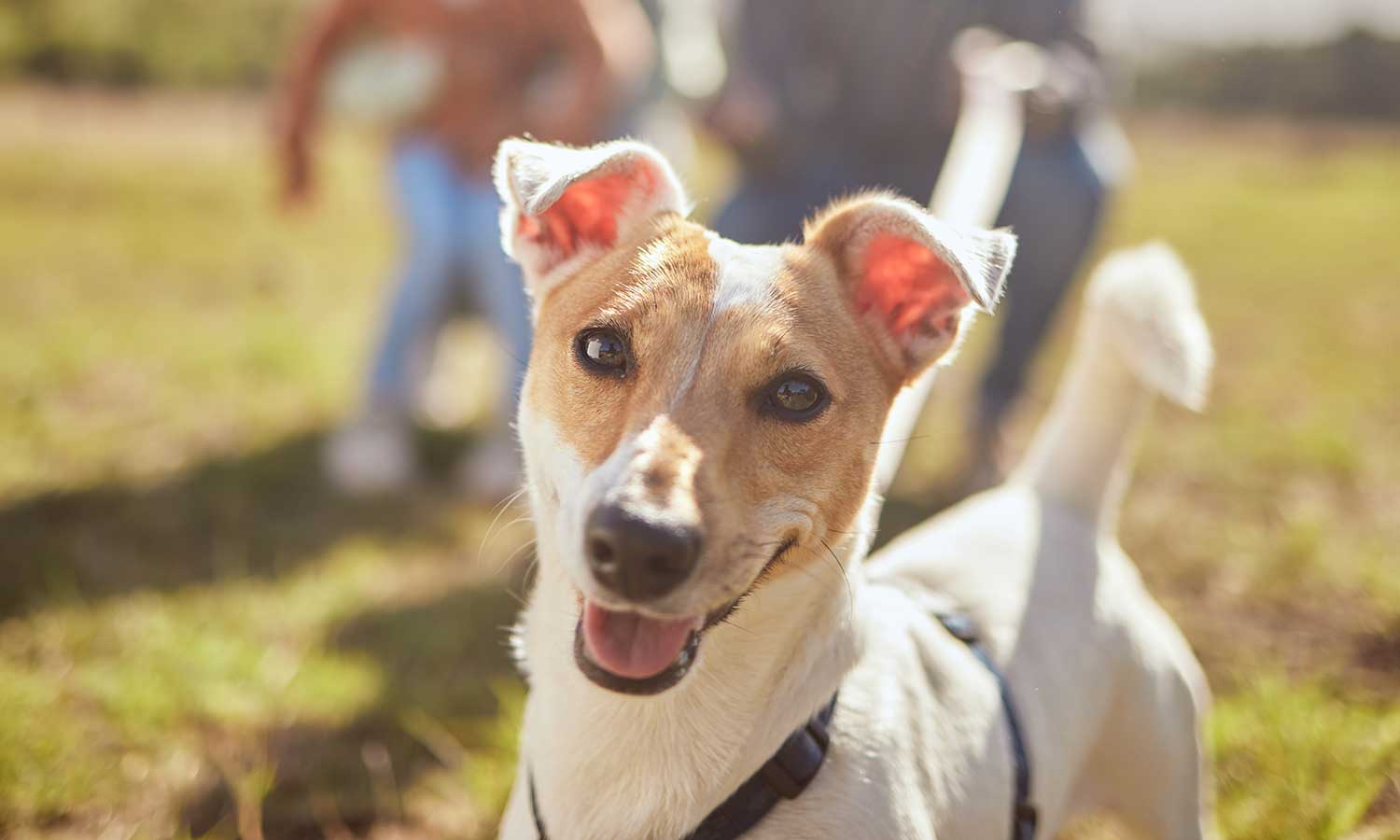 A happy dog outside